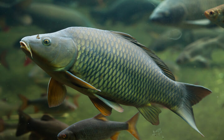 CARPA  (Cyprinus carpio)